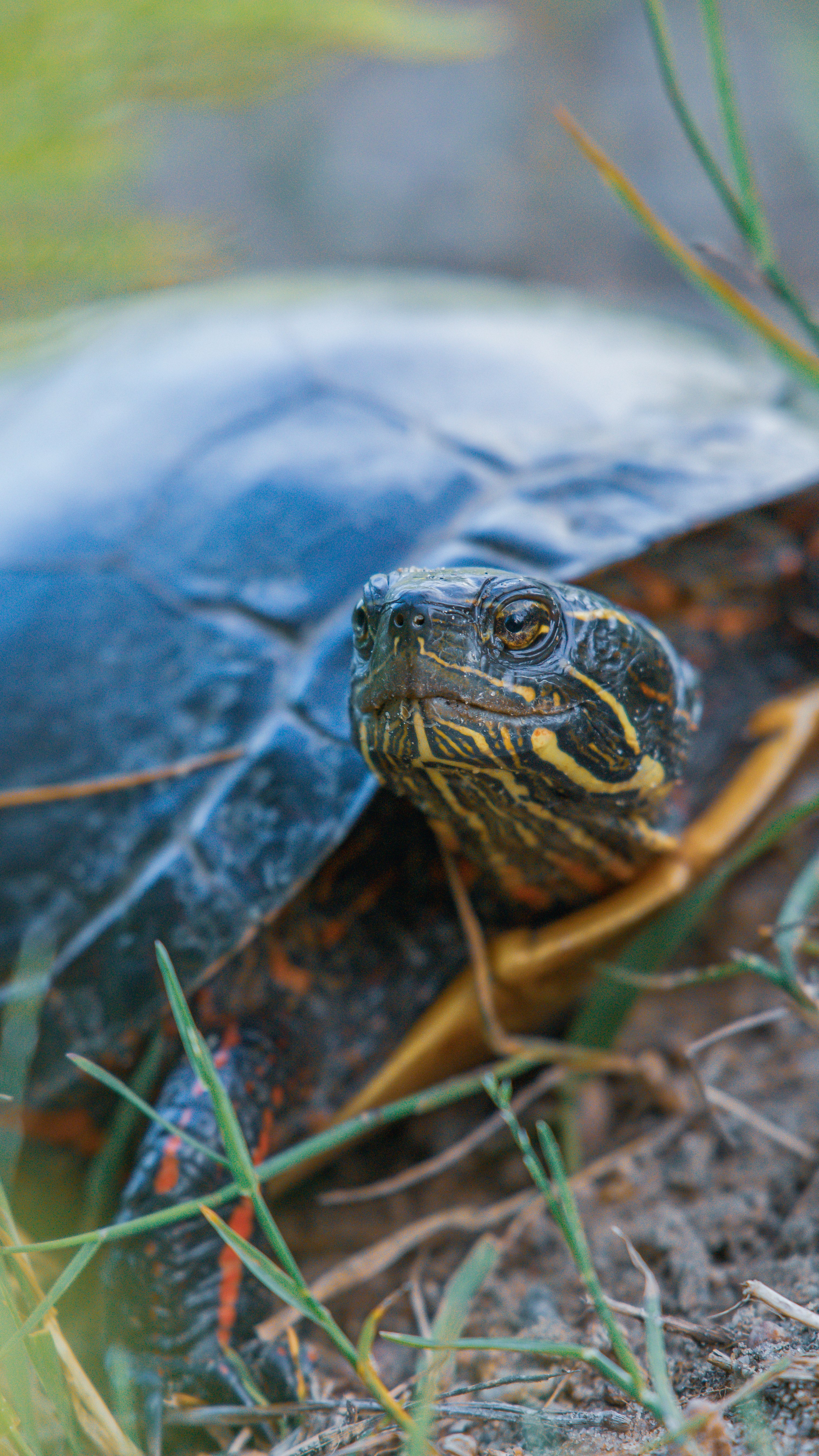 black and brown turtle on body of water